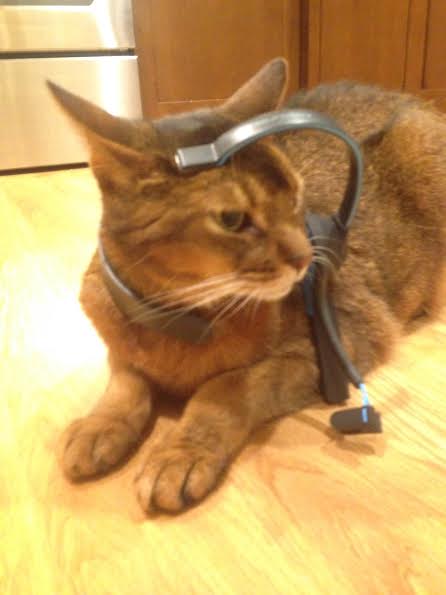 neurocat